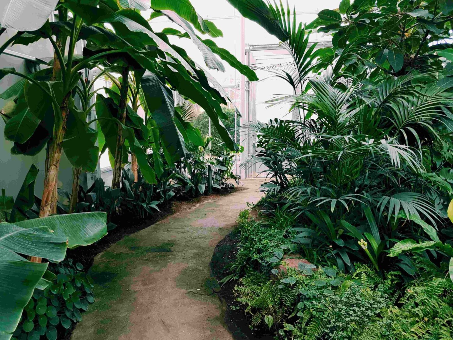 A winding path through lush green foliage.